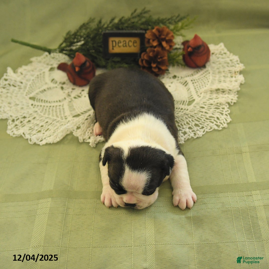 Boston Terrier dogs for sale: Dasher - Ad 4