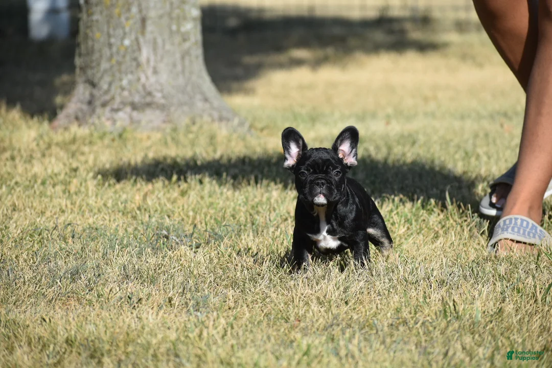 French Bulldog dogs for sale: French Bulldog 1 - Ad 2