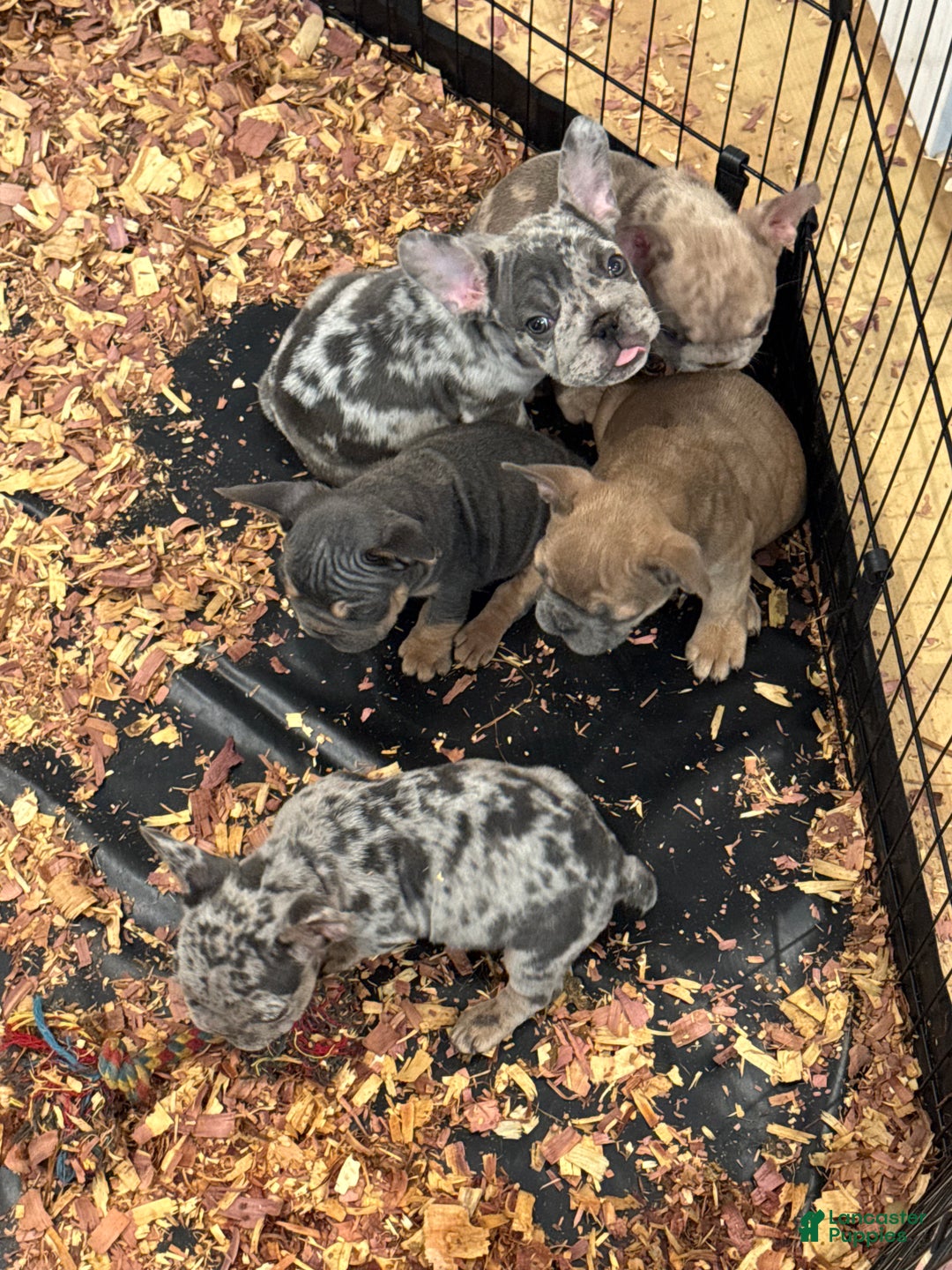 French Bulldog dogs for sale: LilBoy - Ad 15