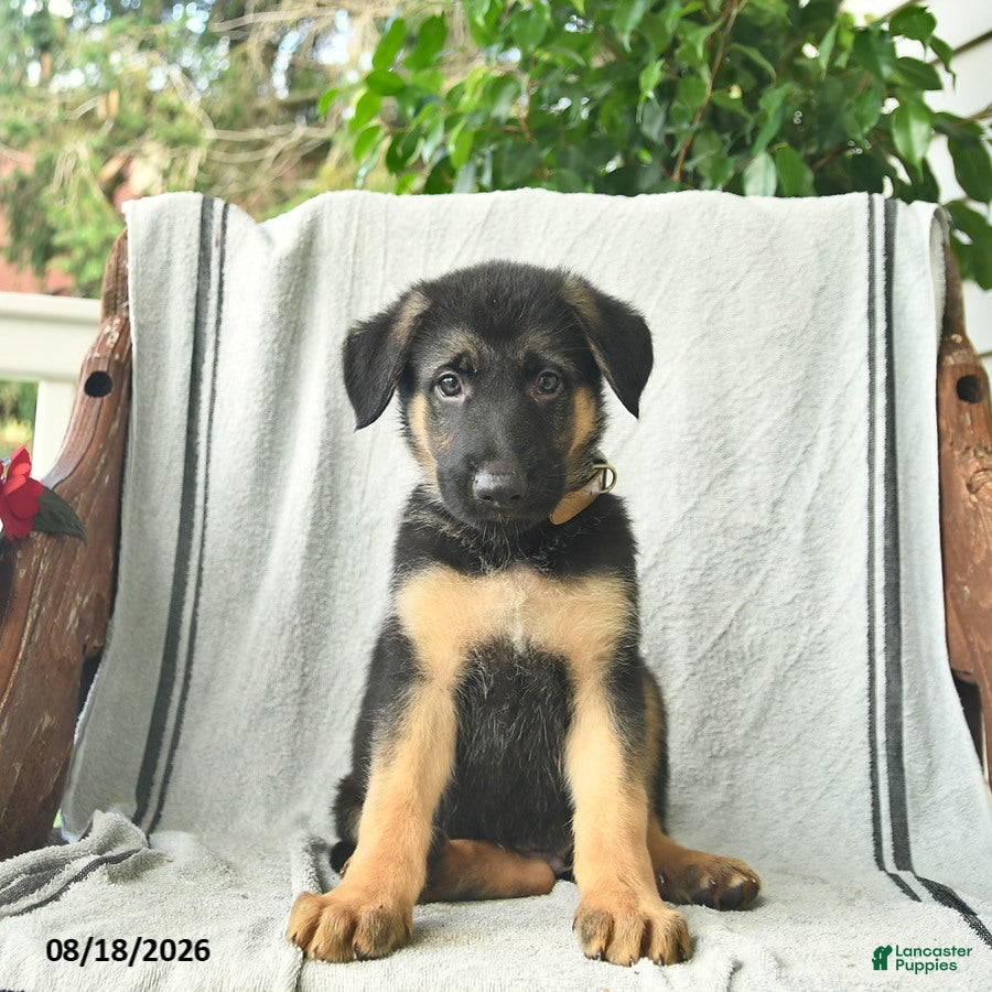 German Shepherd dogs Gunner  - Ad 1