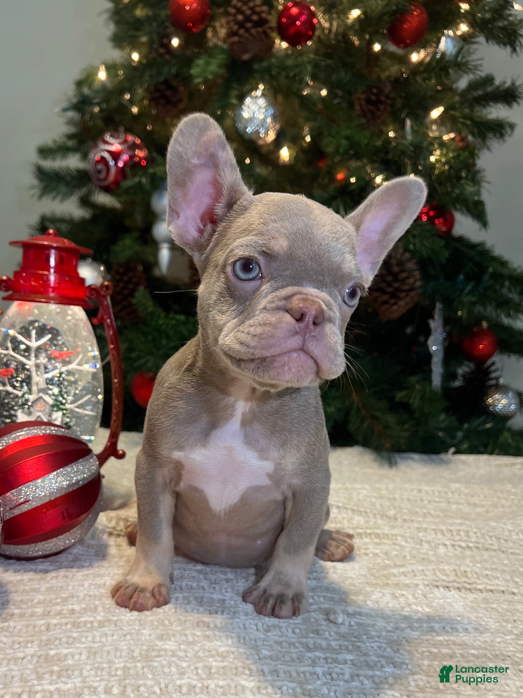 French Bulldog dogs for sale: Luna Akc - Ad 4