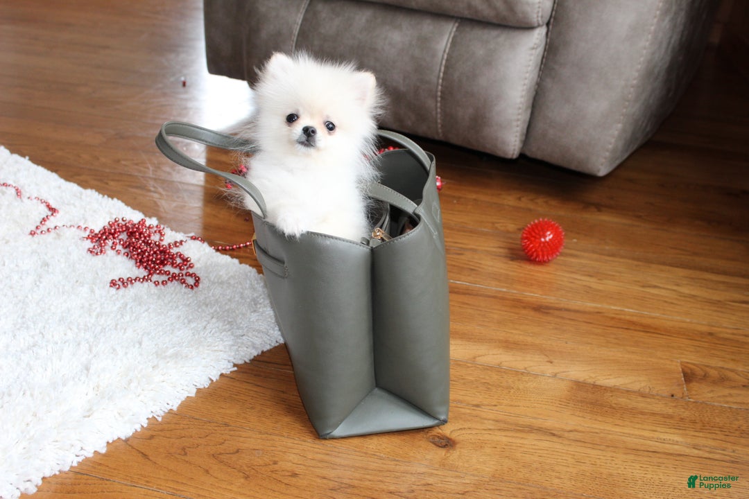Pomeranian dogs for sale: Teacup Tony - Ad 25