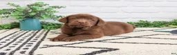 Labrador Retriever dogs for sale: Zazu - Ad 3