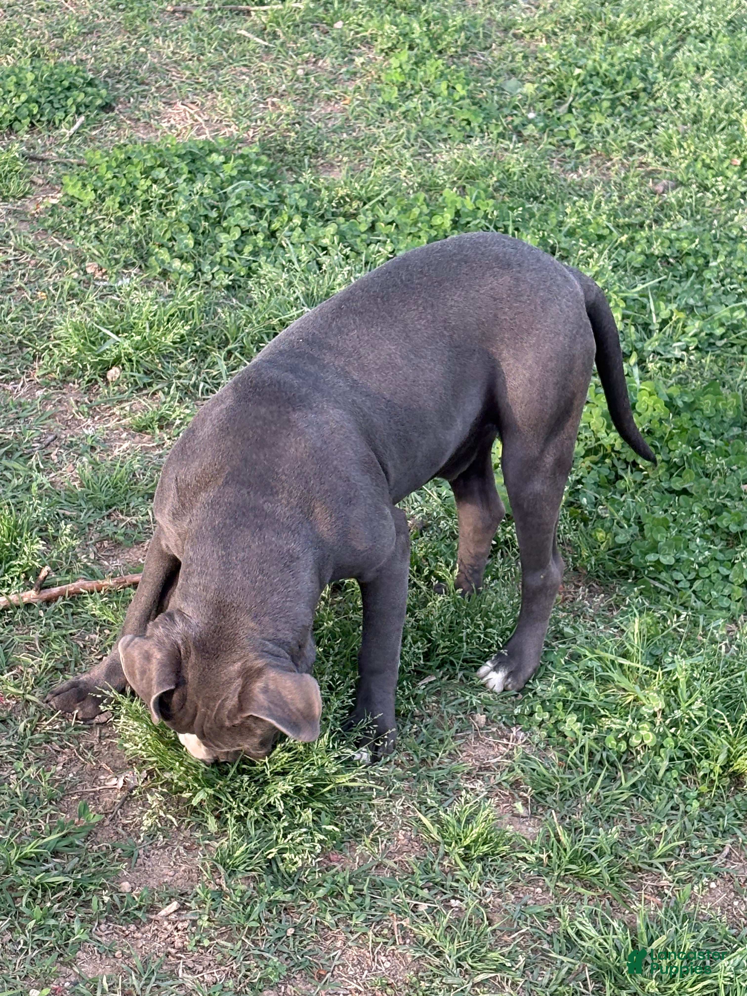 Mixed Breed dogs Bleu - Ad 2