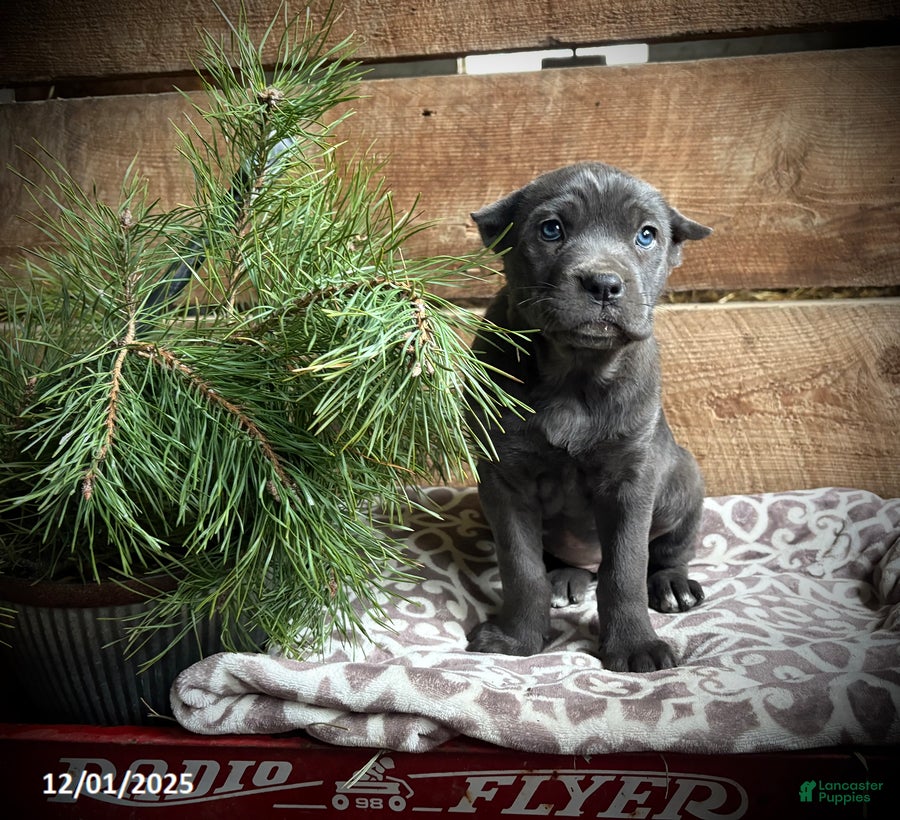 Cane Corso dogs Reba - Ad 5
