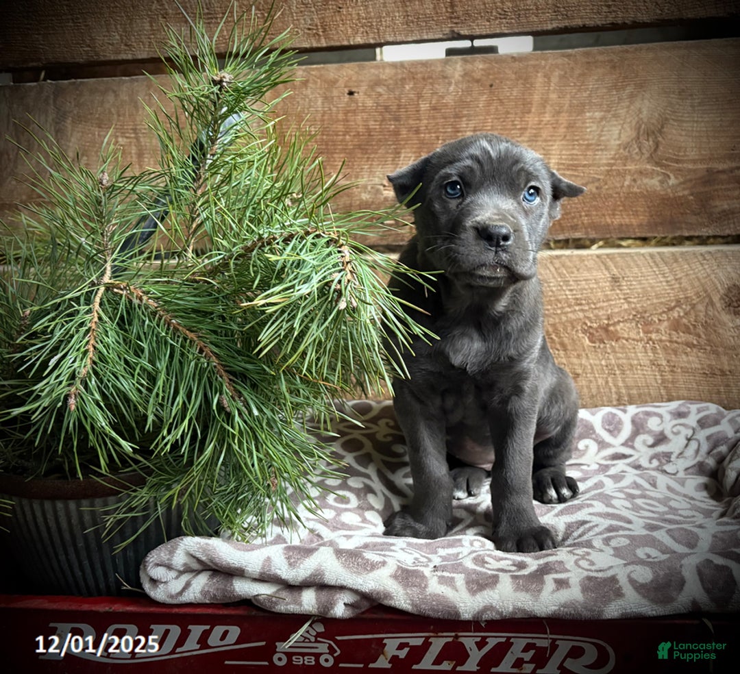 Cane Corso dogs for sale: Reba - Ad 1