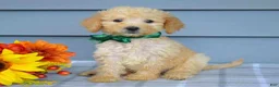 Goldendoodle dogs for sale: Oliver - Ad 6