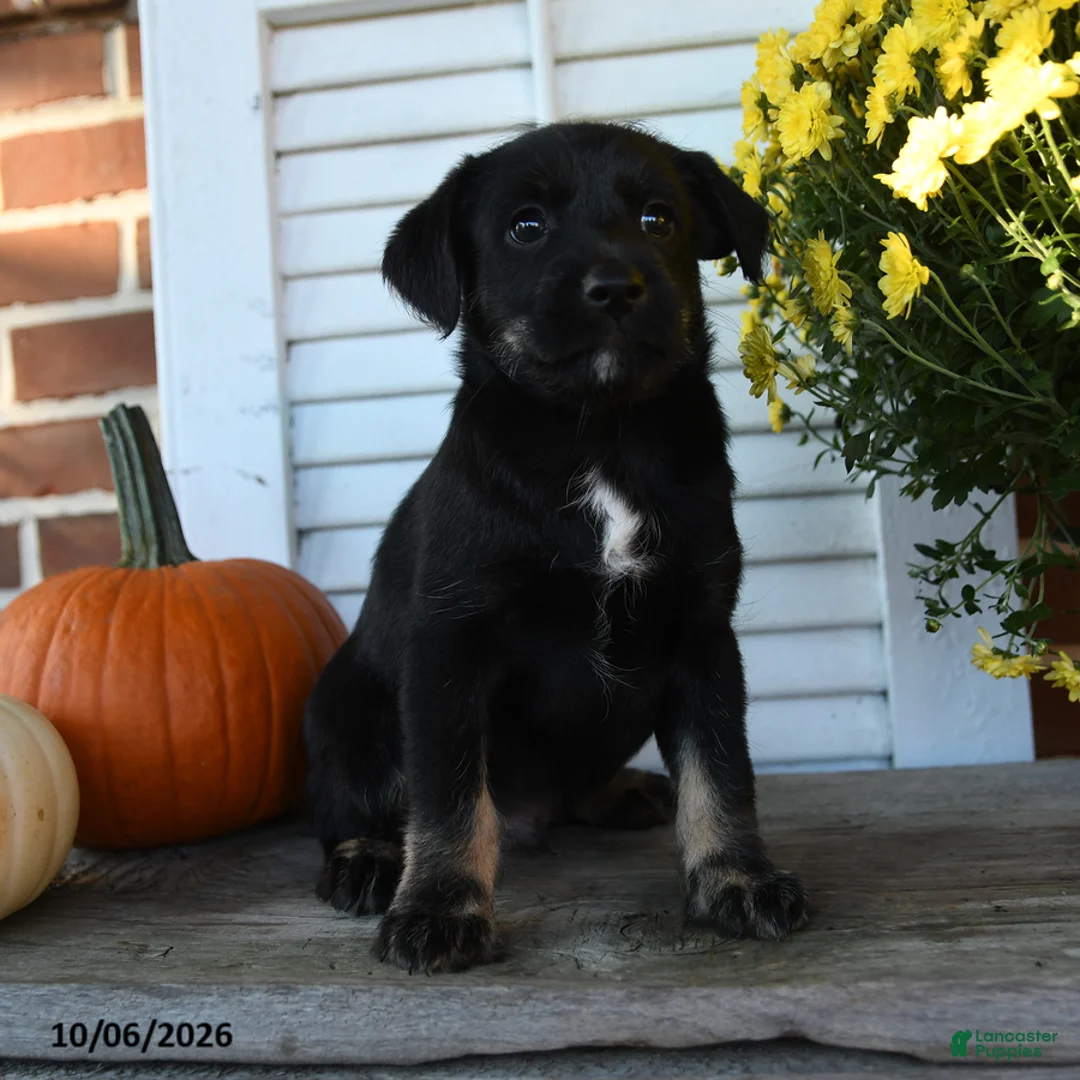 Mixed Breed dogs for sale: Midnight - Ad 1