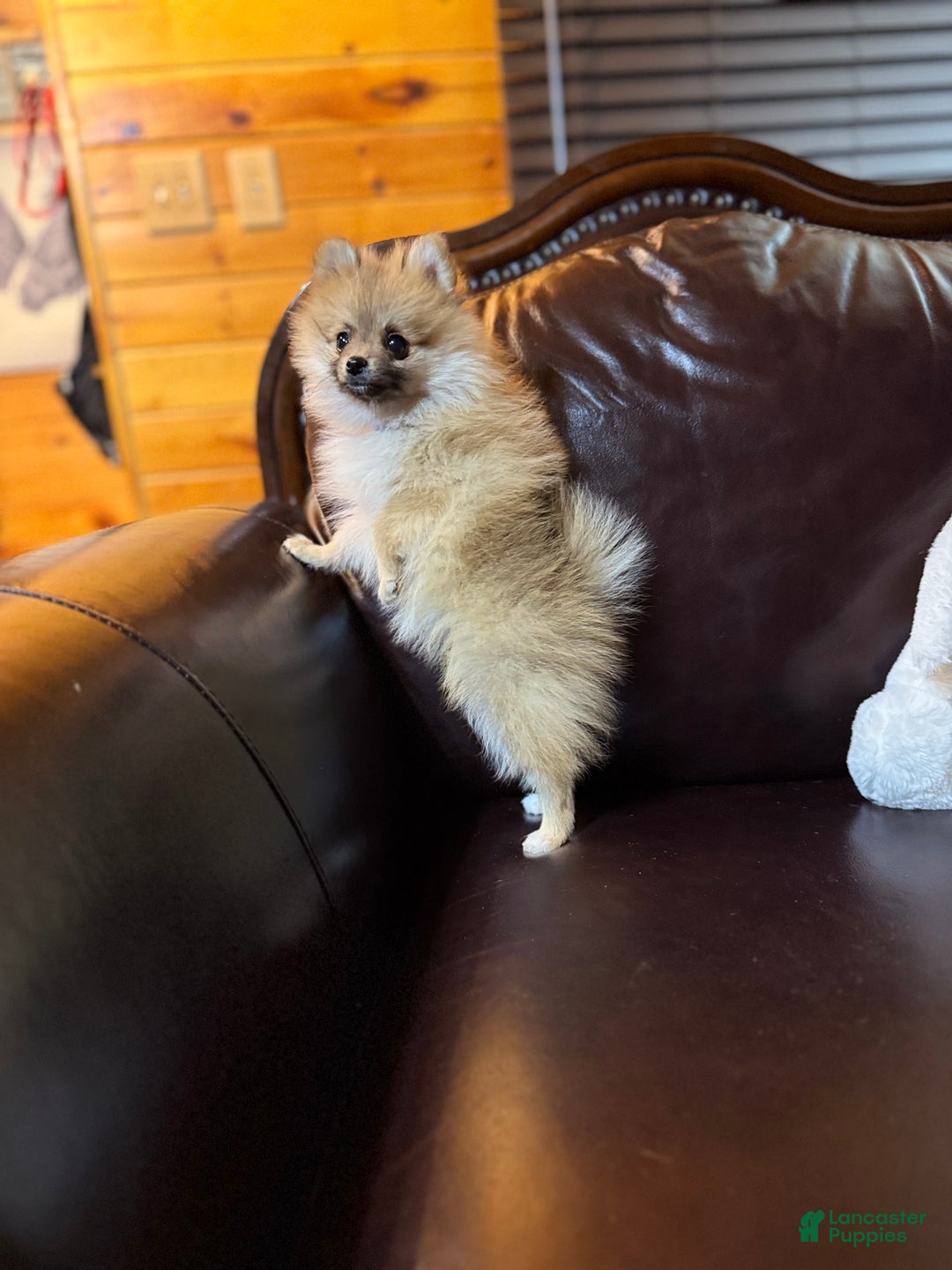 Pomeranian dogs for sale: Tiny Tim  - Ad 1