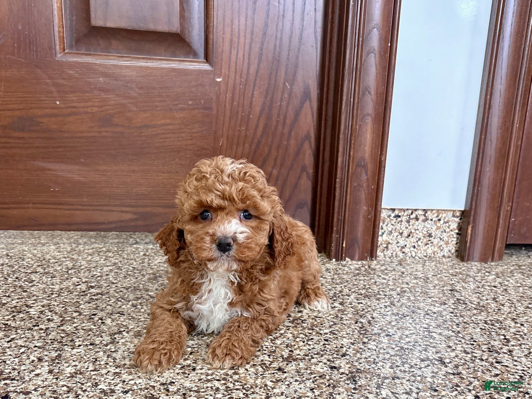 Cavapoo dogs for sale: Cavapoo F1b Female Puppy 5 - Ad 1