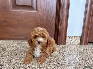 Cavapoo dogs Cavapoo F1b Female Puppy 5 - Ad 37