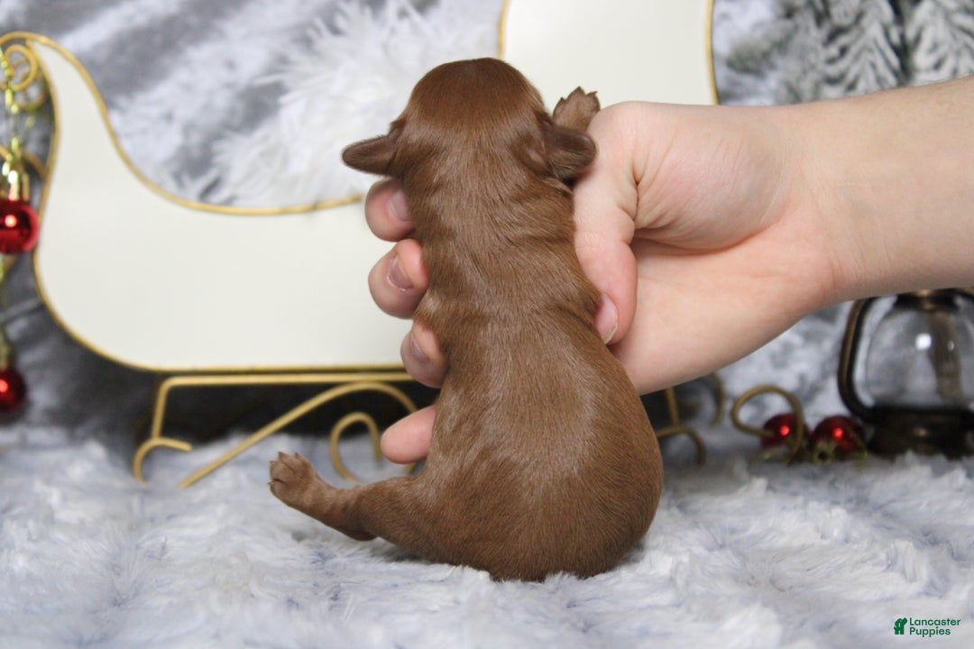 Cavapoo dogs for sale: Honey - Ad 9