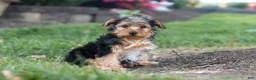 Yorkiepoo dogs for sale: Myles - Ad 6