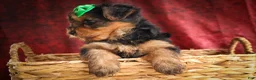 Yorkshire Terrier dogs for sale: DUKE - Ad 5