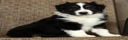 Miniature Australian Shepherd dogs for sale: Thunder - Ad 7