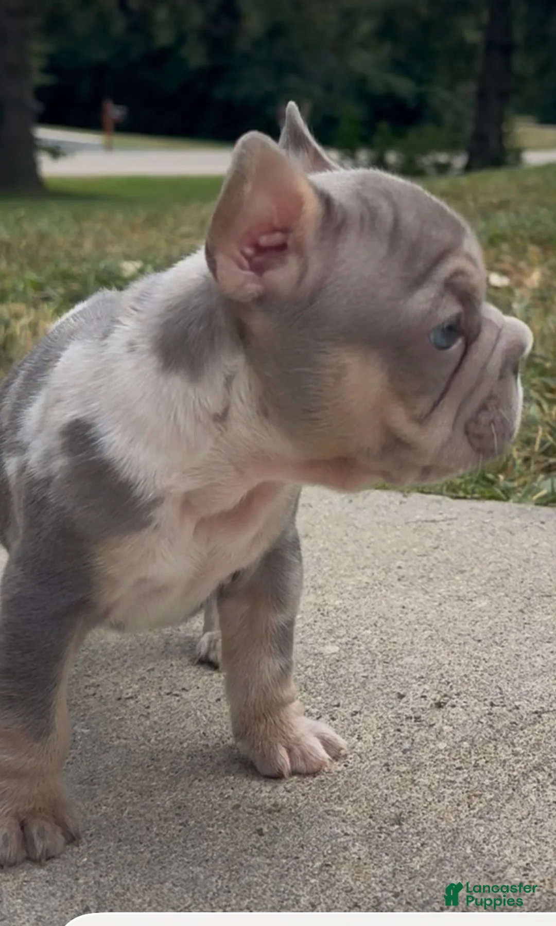 French Bulldog dogs for sale: Merlin (male) - Ad 2