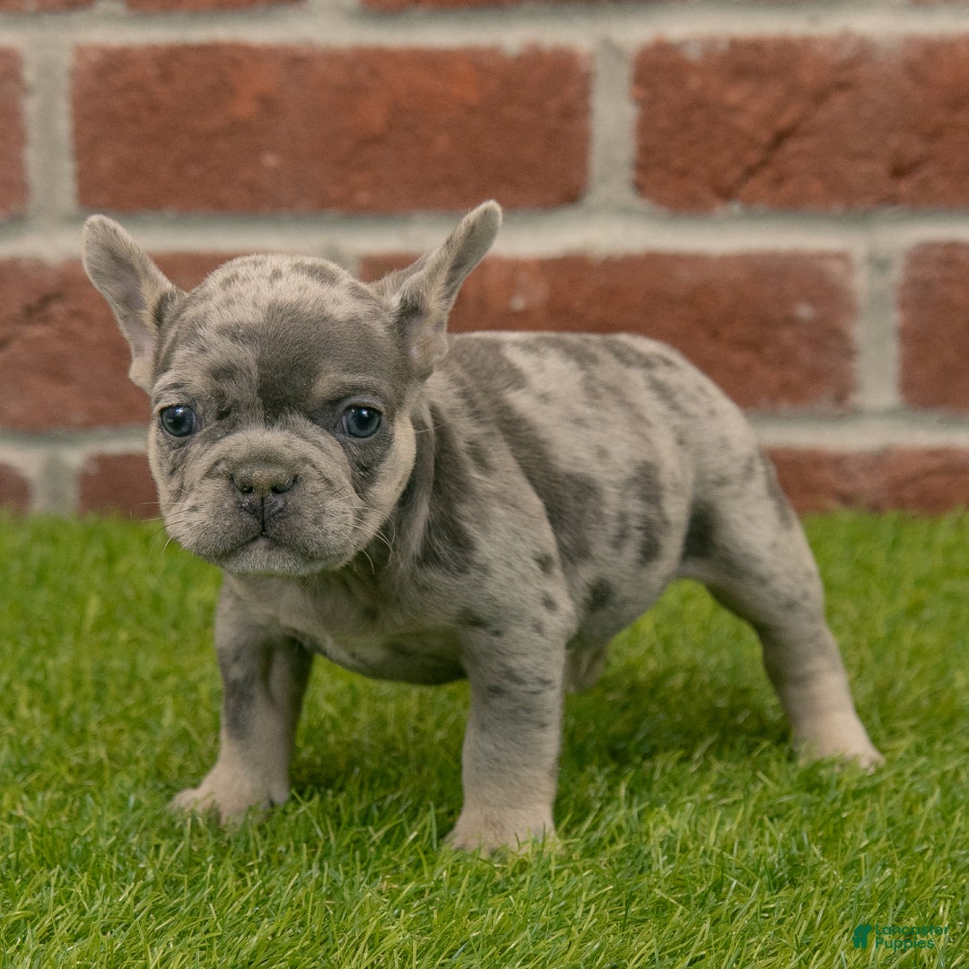 French Bulldog dogs for sale: Gus - Ad 7