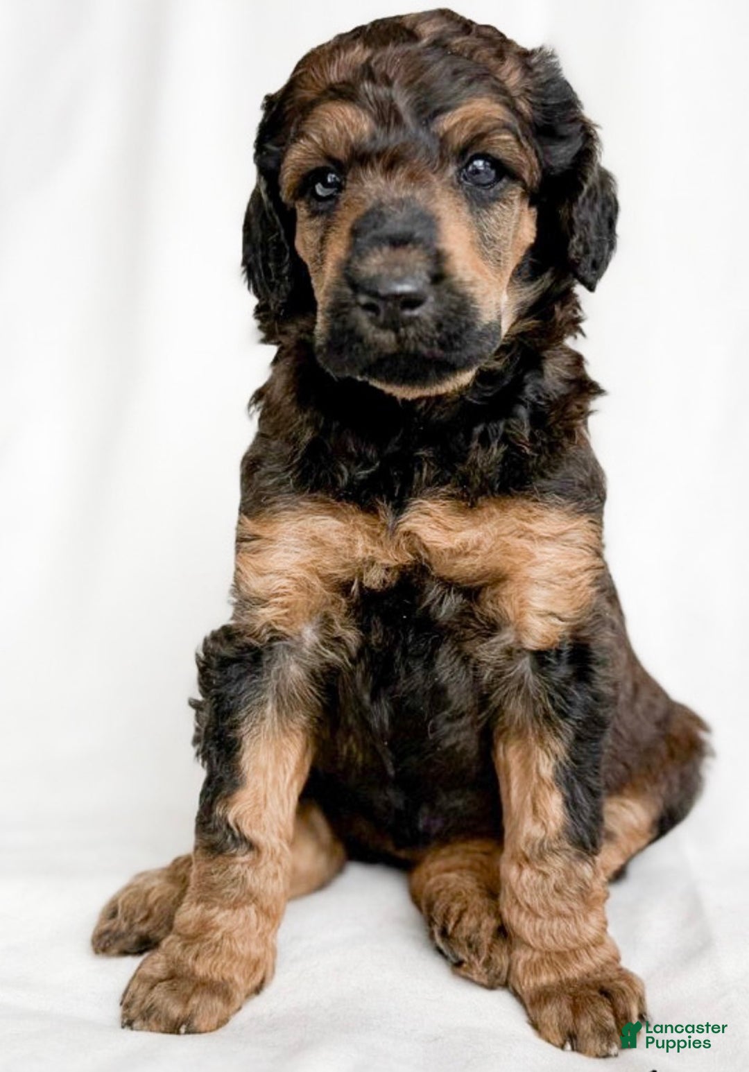 Standard Poodle dogs for sale: Delta AKC - Ad 2