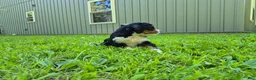 Bernedoodle dogs for sale: Macy  - Ad 5