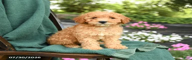 Buddy