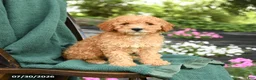 Miniature Poodle dogs for sale: Buddy - Ad 1