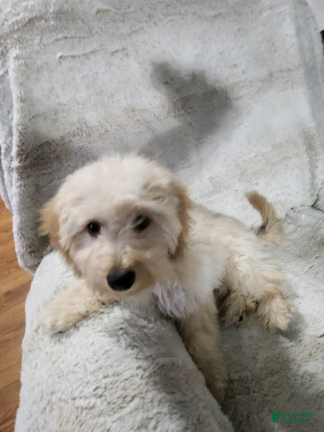 Pomapoo dogs for sale: Dahlia - Ad 5