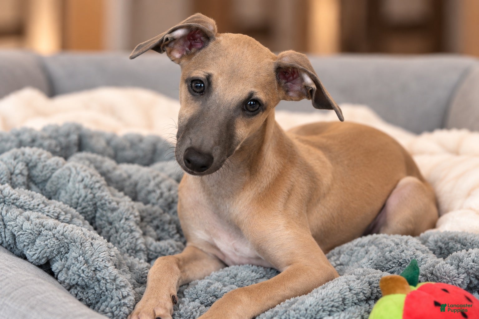 Italian Greyhound dogs for sale: Jaxx - Ad 1