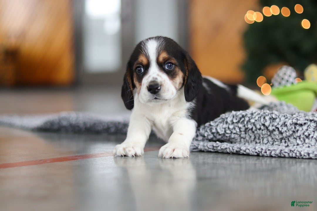Beagle dogs for sale: Lawrence  - Ad 7