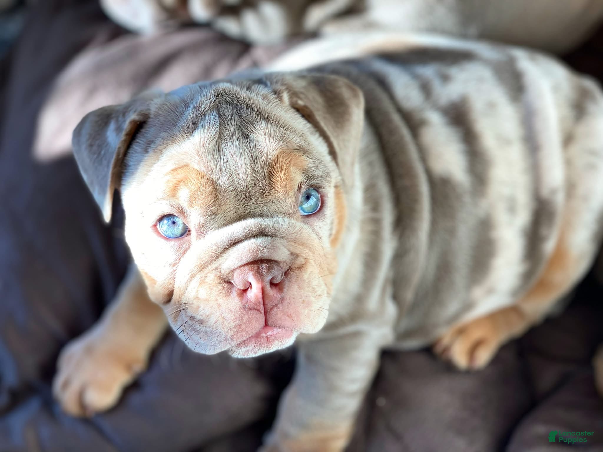 English Bulldog dogs ENID - Ad 19
