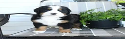 Bernese Mountain Dog dogs for sale: Isla - Ad 1