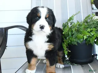 Bernese Mountain Dog dogs Isla - Ad 1