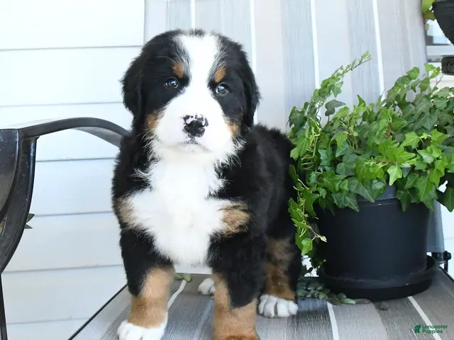 Bernese Mountain Dog dogs for sale: Isla - Ad 1