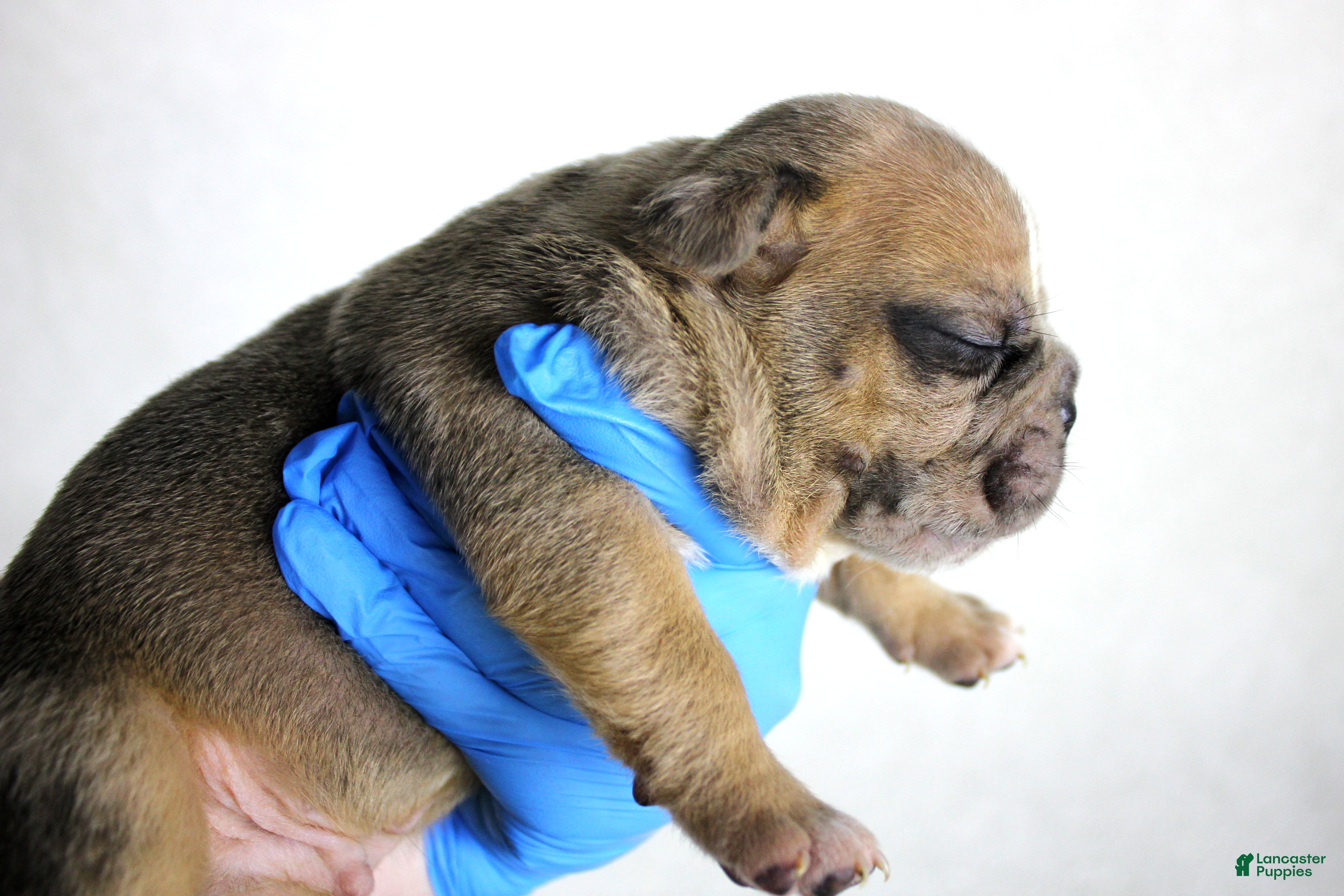 American Bully dogs Fawn Merle Male - Ad 34