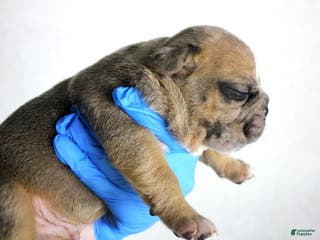 American Bully dogs Fawn Merle Male - Ad 34