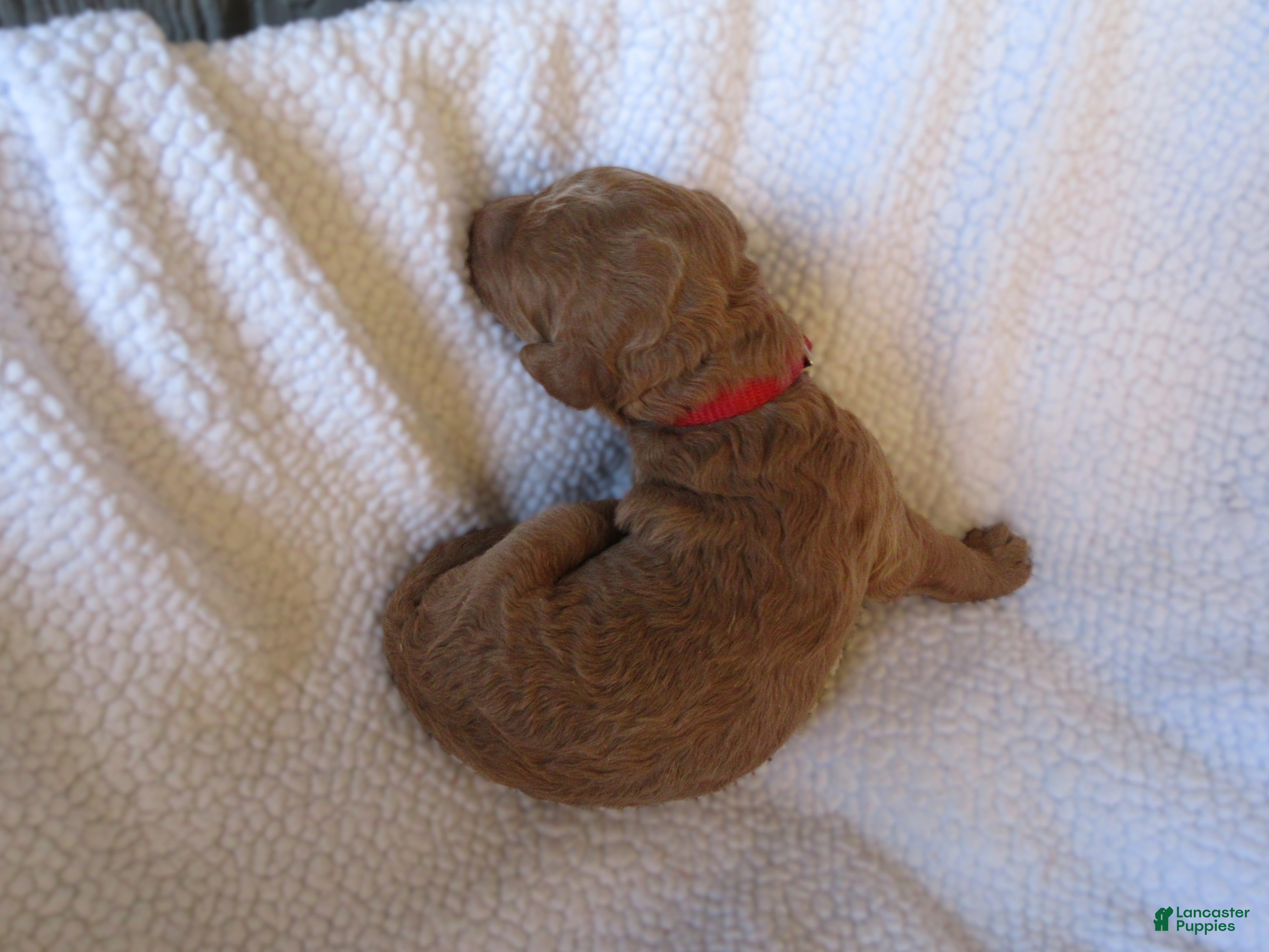 Goldendoodle dogs for sale:  Red collar - Ad 2