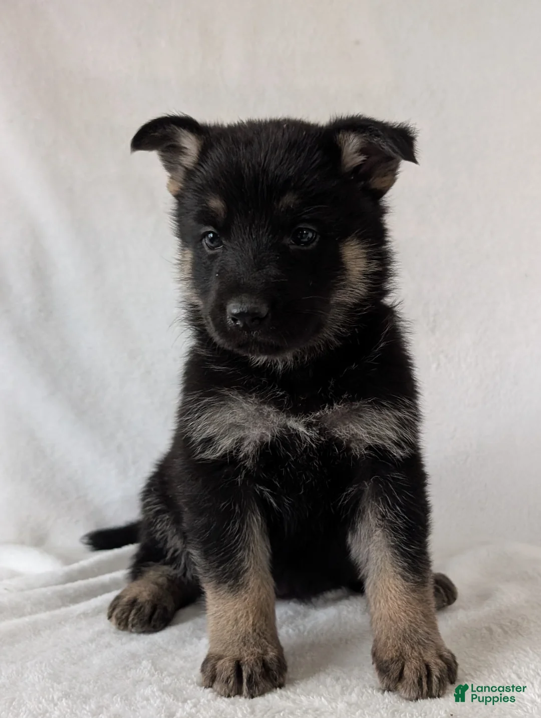 German Shepherd dogs for sale: Raina - Ad 4