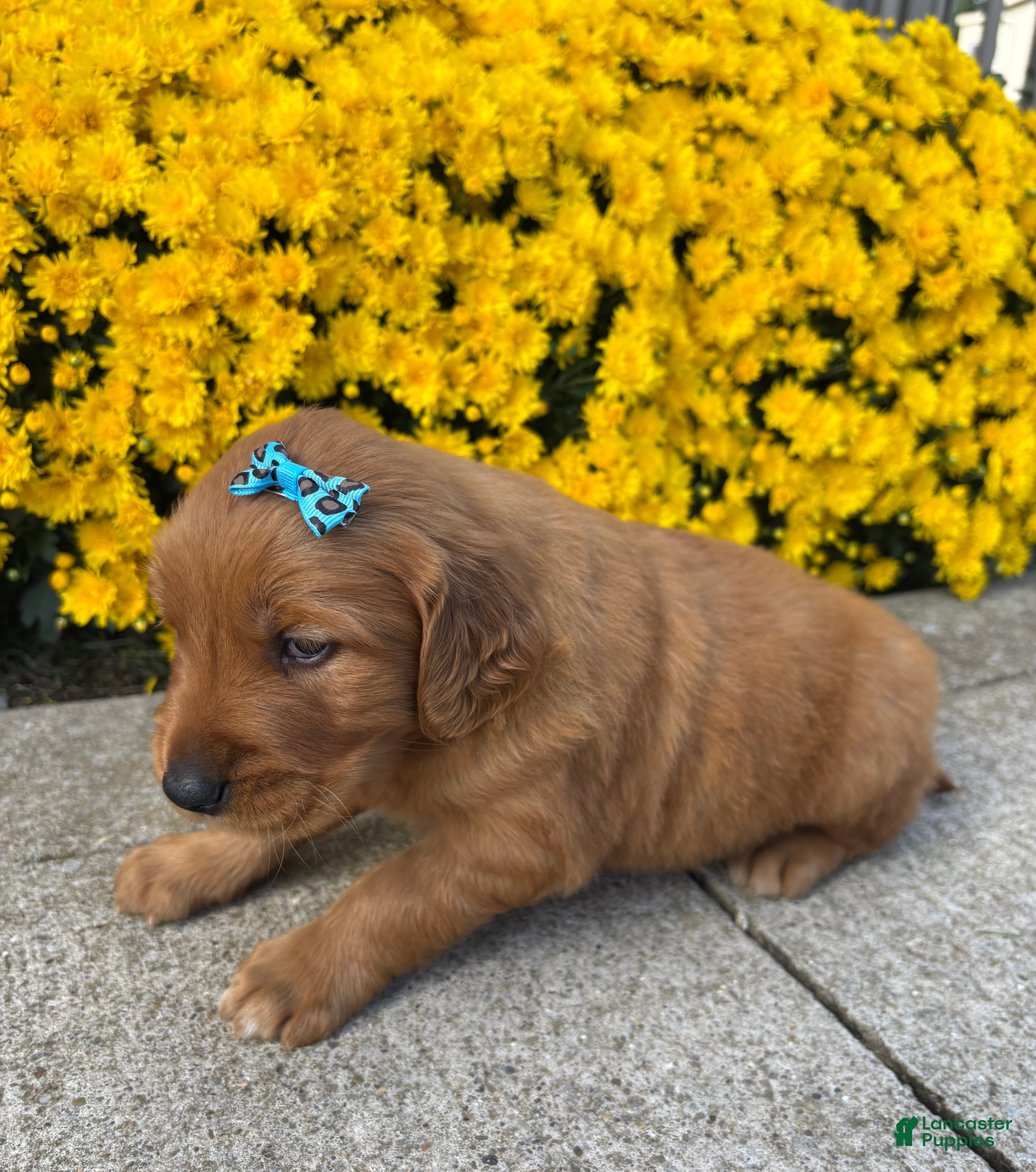 Golden Retriever dogs Rowdy - Ad 2