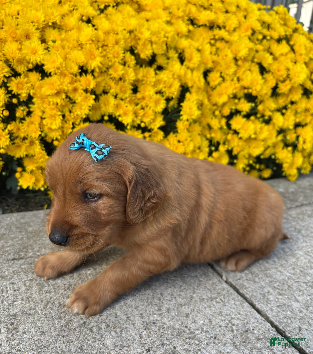 Golden Retriever dogs for sale: Rowdy - Ad 2