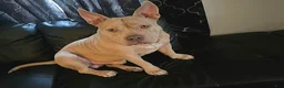American Bully dogs for sale: American Bully Puppy 1 - Ad 7