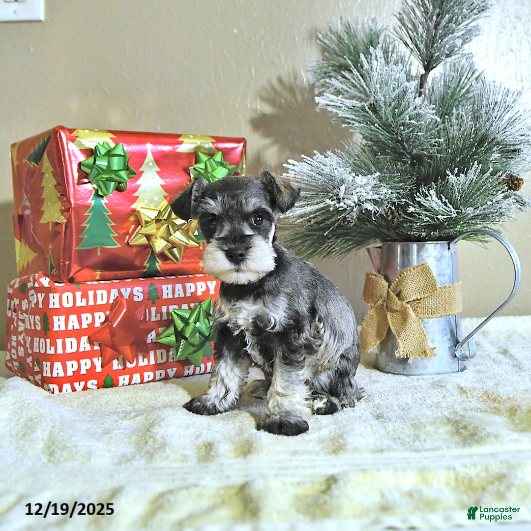 Miniature Schnauzer dogs for sale: Noah - Ad 4