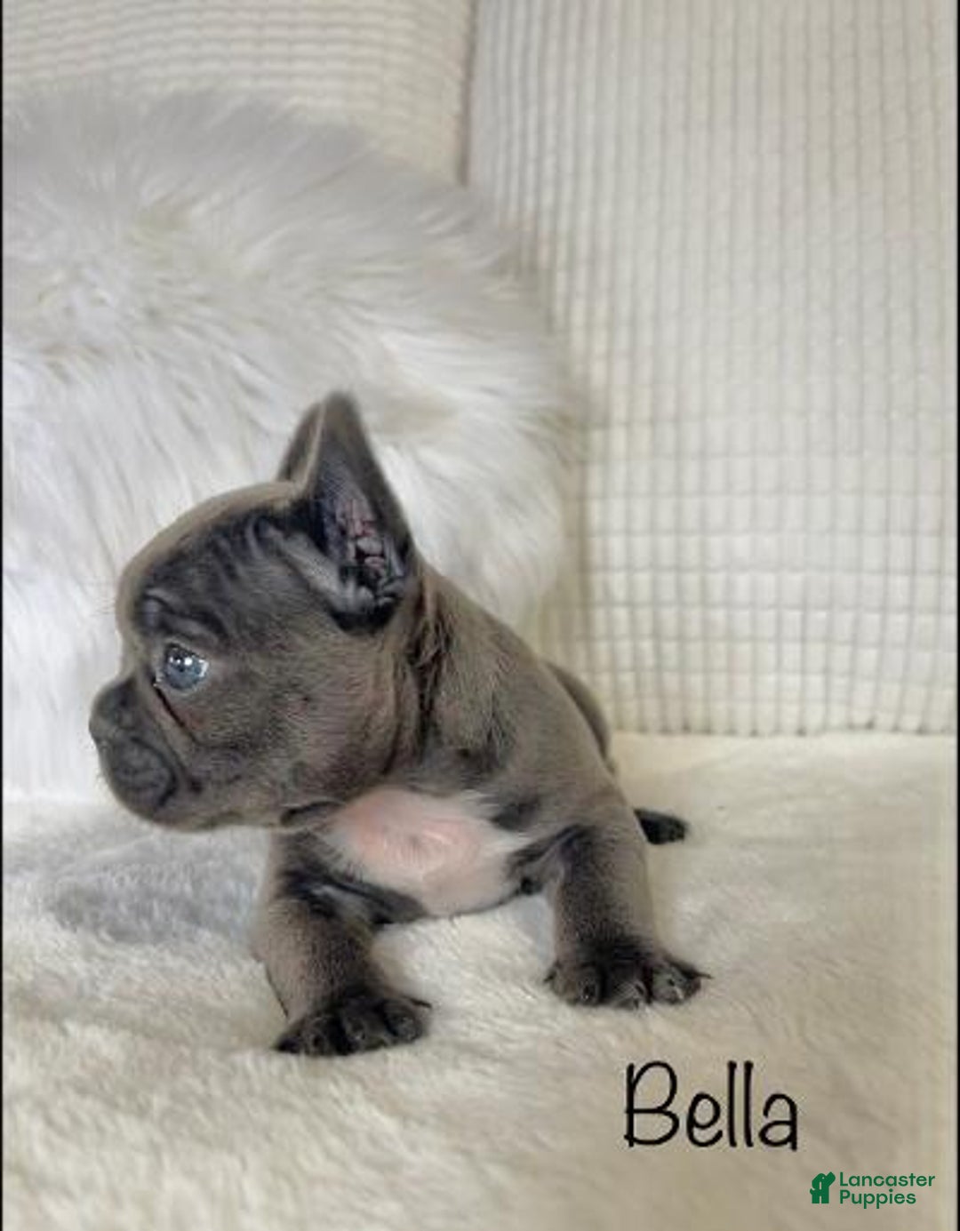 Mixed Breed dogs for sale: Bella - Ad 6