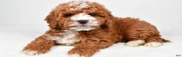 Cavapoo dogs for sale: Harvey - Ad 1