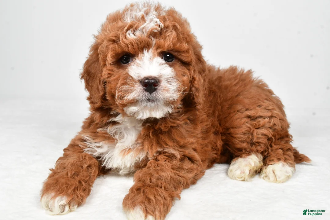 Cavapoo dogs for sale: Harvey - Ad 1