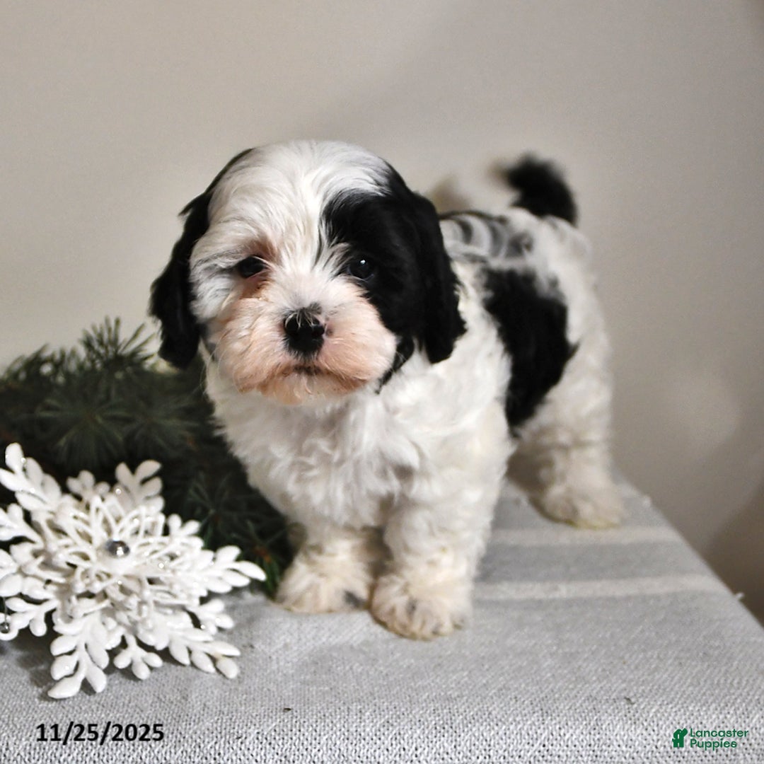 Shihpoo dogs for sale: Courtney - Ad 1