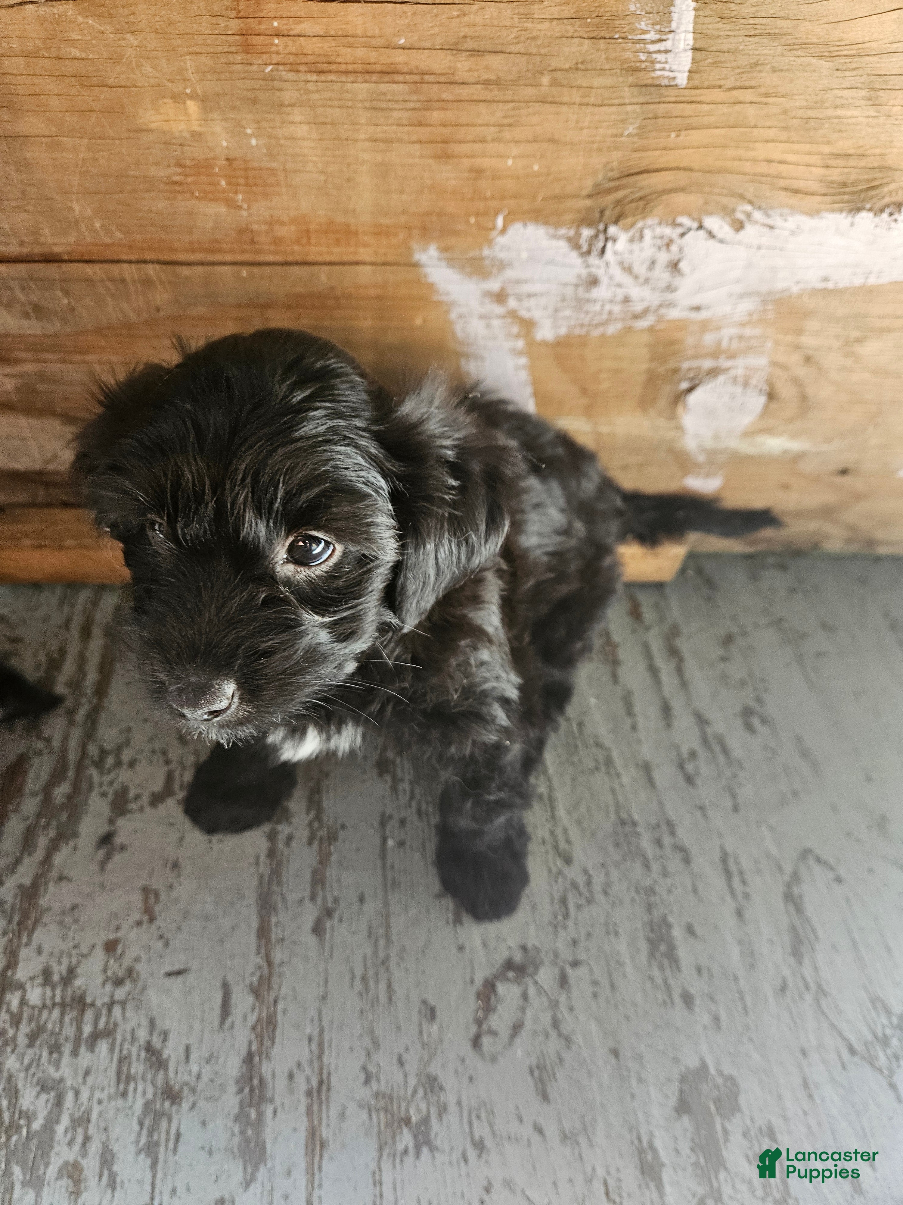 Havanese dogs Havanese 5 - Ad 1