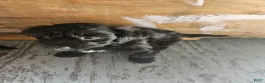 Havanese 5