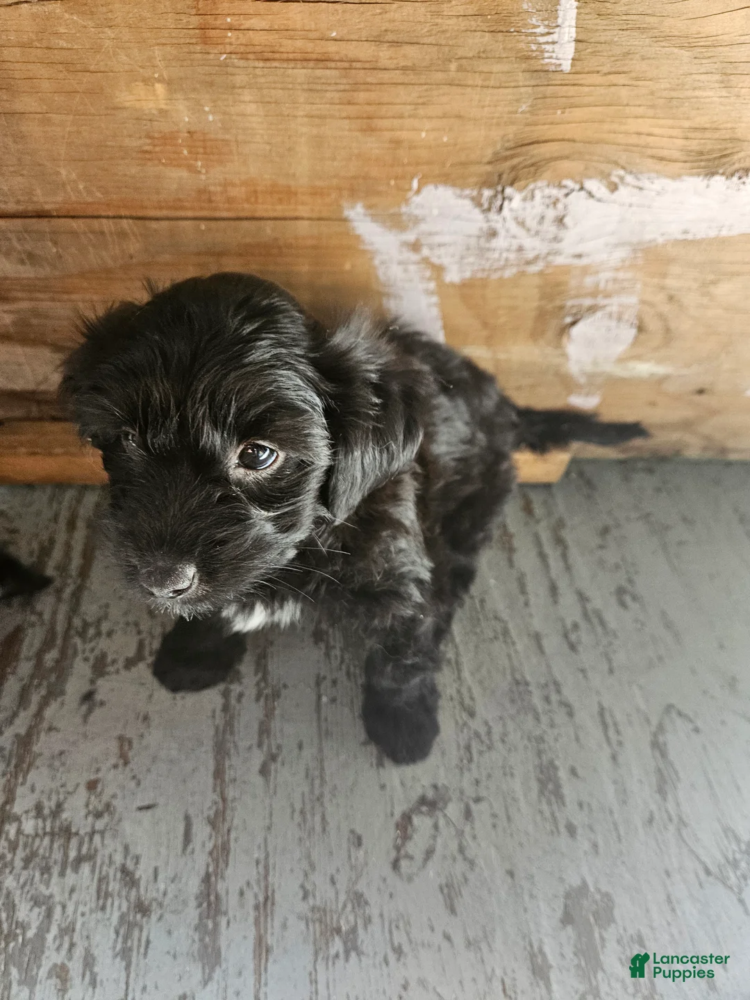 Havanese dogs for sale: Havanese 5 - Ad 1