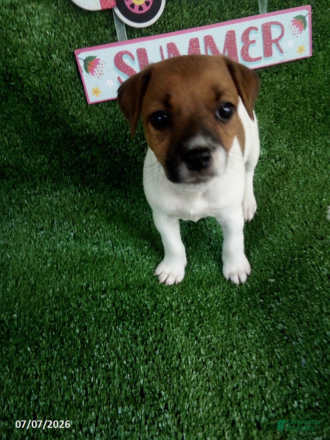 Jack Russell Terrier dogs Kyndall - Ad 1