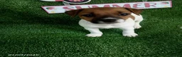 Jack Russell Terrier dogs for sale: Kyndall - Ad 1
