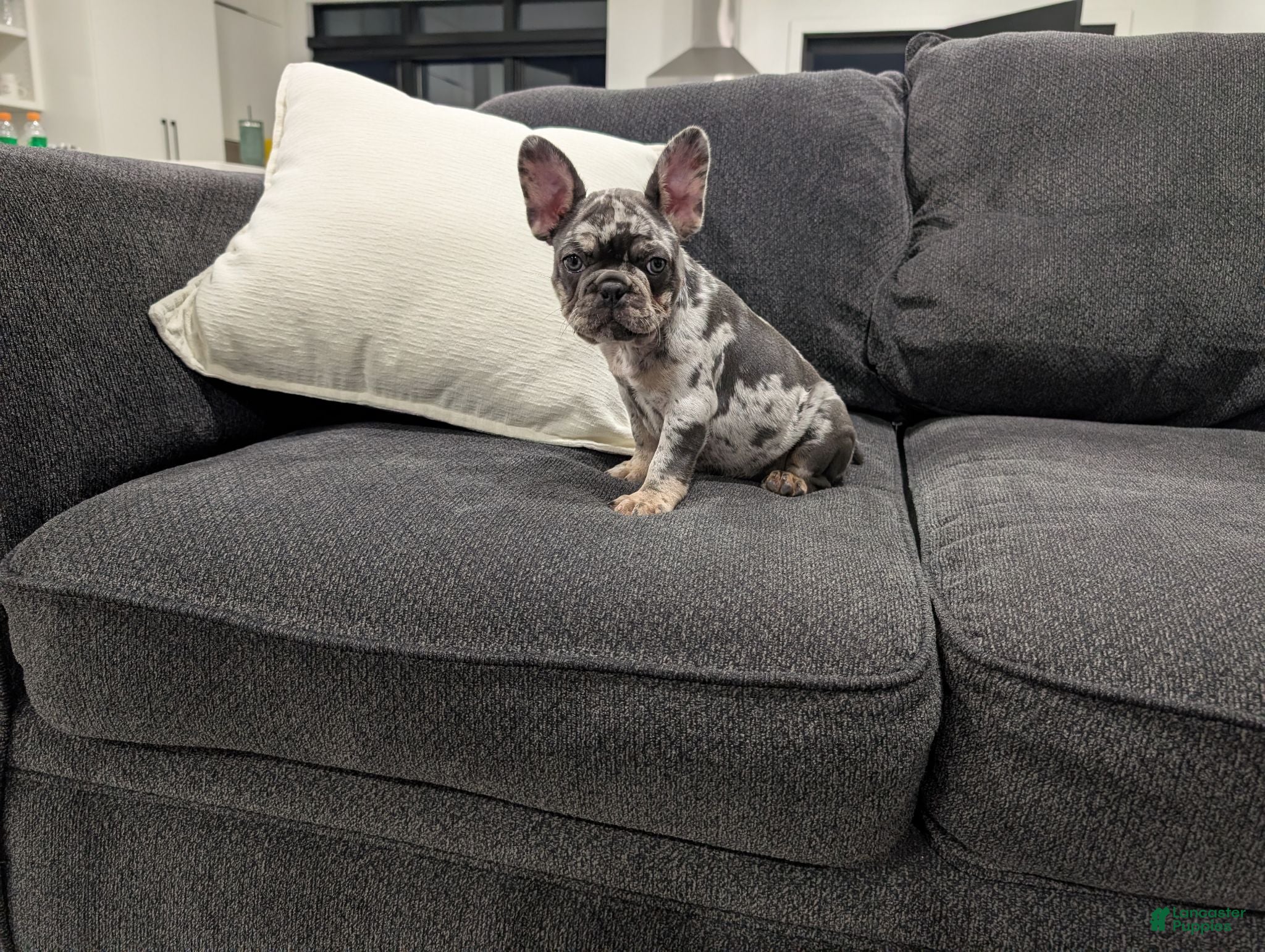French Bulldog dogs Oliver - Ad 2